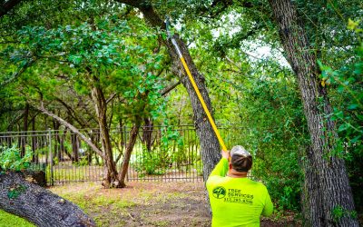 Why hire a local Tree Service Company in Austin, TX?