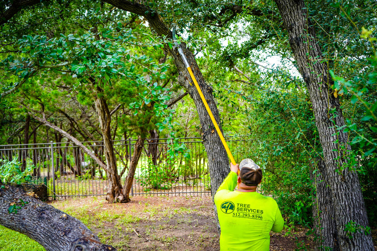 Why hire a local Tree Service Company in Austin, TX?