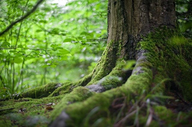 Moss Growing on Your Trees? Here’s what you should know!